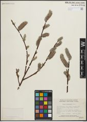 Foto von Salix planifolia Pursh